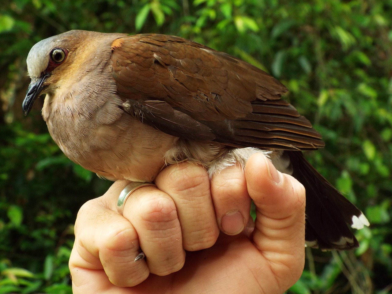 Dove, nature, birds — Effective Communication How Not to Be Misunderstood