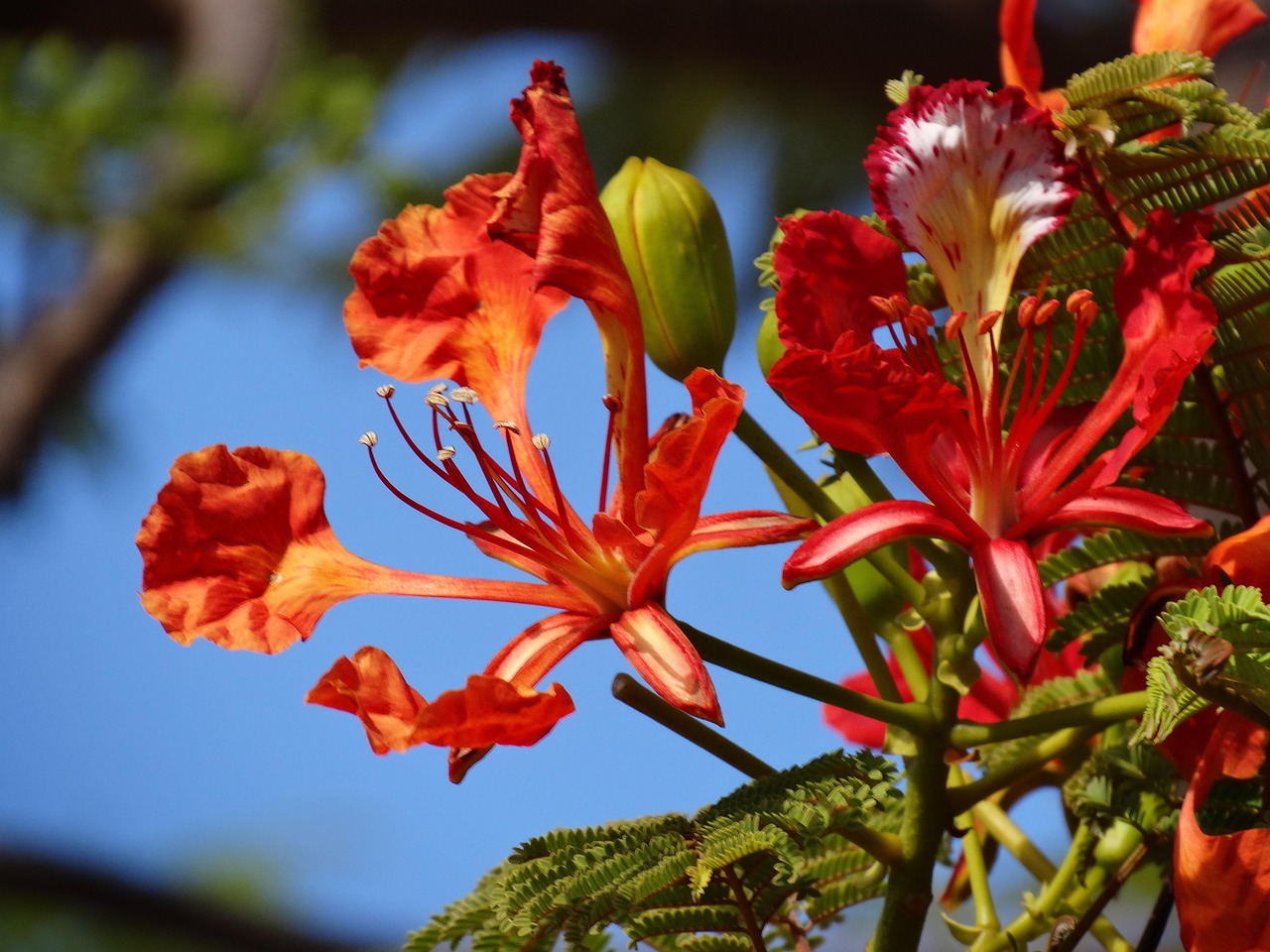 Flowers, flamboyant flower, flamboyant — Leadership Helpfulness and Dedication in Role Models