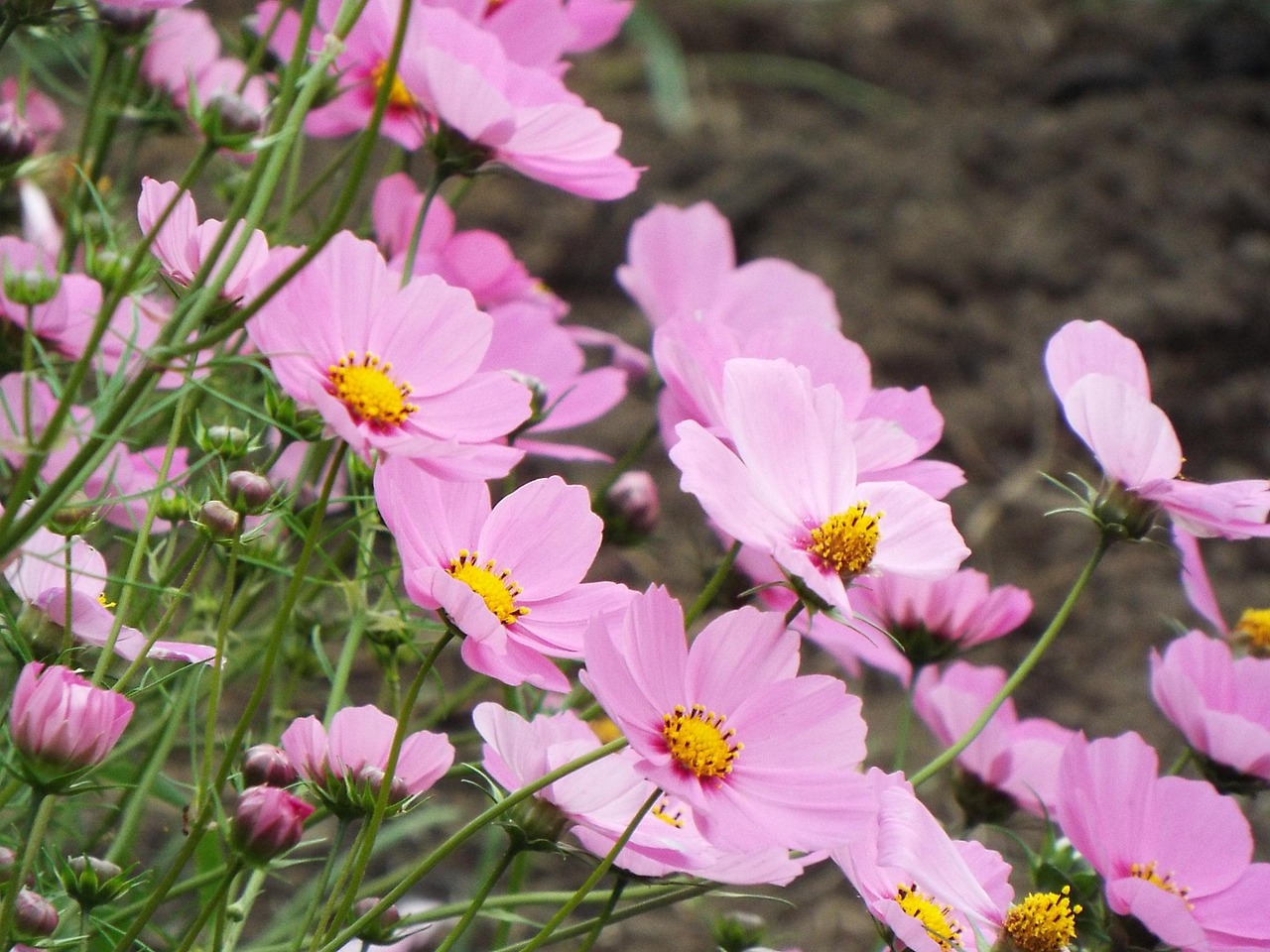 Flowers, green, natural — The Effect of Population Change on Water Scarcity