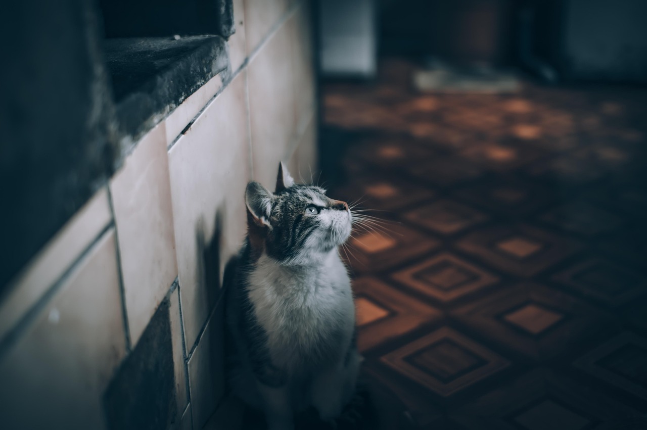 Cat, pet, nature — "The Ultimate Guide to Window Replacement in Fort Worth"