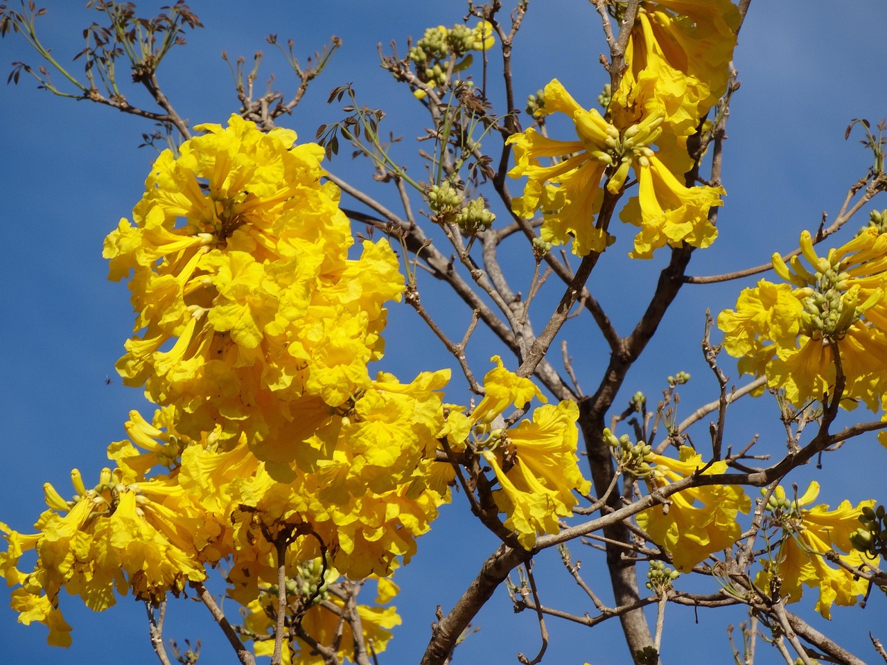 Yellow flower, yellow ipê, flowers — Traveling is the only thing you buy that makes you richer This statement may be an old c