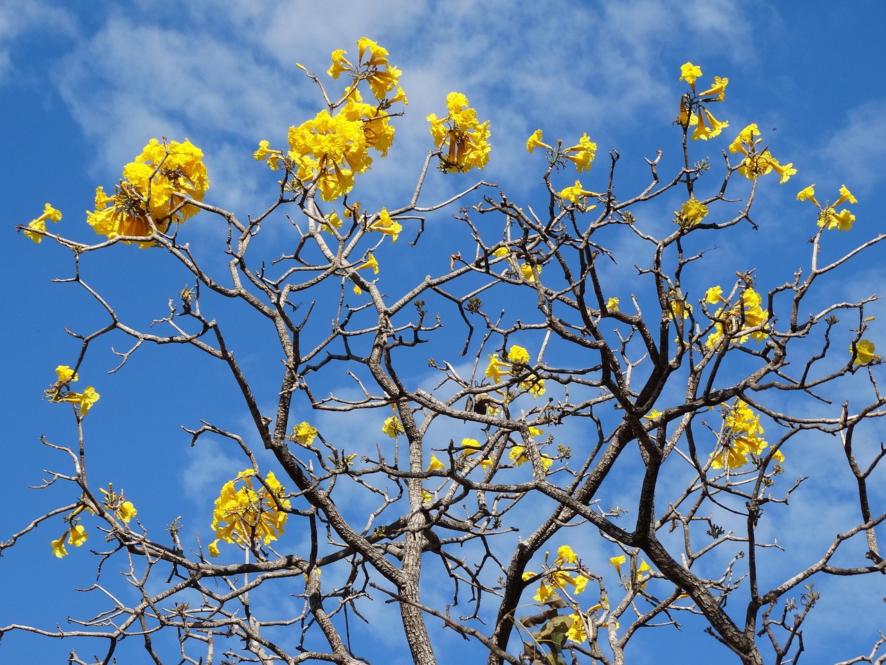 Ipê, yellow ipê, spring — Why Did Orwell Most Likely Include This Passage In The Essay